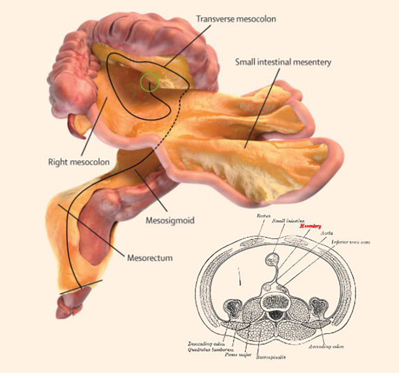 Illustration for article titled Es oficial: el ser humano tiene un nuevo órgano, pero aún no se sabe para qué sirve exactamente